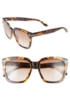 Tom Ford Amarra 55mm Gradient Lens Square Sunglasses In Havana/ Gradient Brown