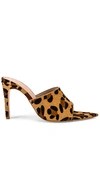 Tan Leopard