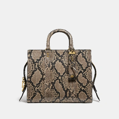 Coach Rogue In Python In Brass/roccia Lucido