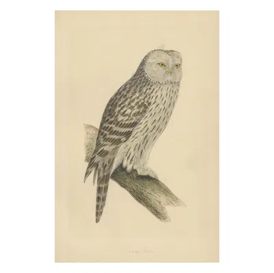 Pre-owned 1stdibs Antique Bird Print Of An Ural Owl In Sand