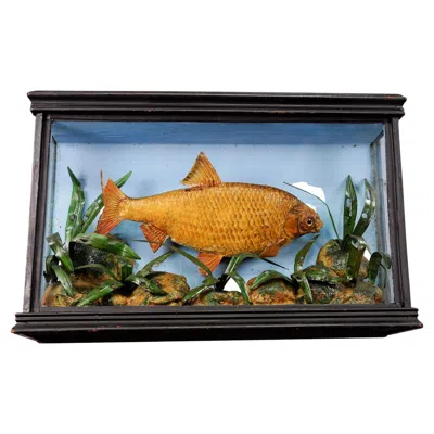 Pre-owned 1stdibs Antique Fish Taxidermy Glass Showcase With Bream, Ca. 1900 In Brown