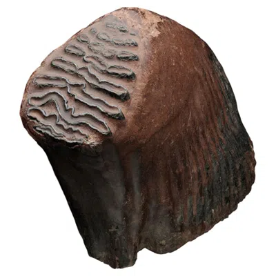 Pre-owned 1stdibs Authentic Woolly Mammoth Tooth And Jaw Ice Age Fossil In Black