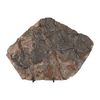 Pre-owned 1stdibs Crinoid Fossil From Morocco, From The Ordovician Period 450-million-years Ago In Gray