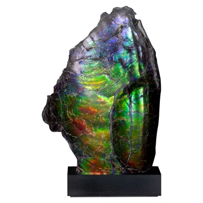 Pre-owned 1stdibs Iridescent Rainbow Ammonite Fossil In Black
