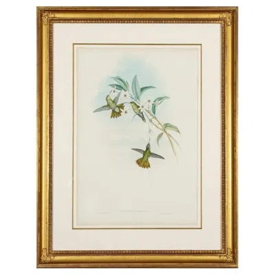 Pre-owned 1stdibs John Gould & H.c. Richter, Color Lithograph, Chrysuronia Chrysura, Golden-tail In Brown