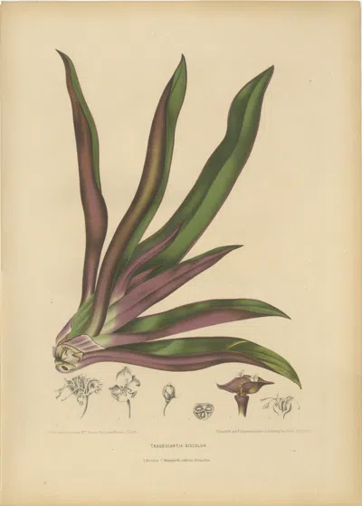 Pre-owned 1stdibs Original Antique Botanical Chromolithograph Of Oyster Plant, C.1880 In Sand