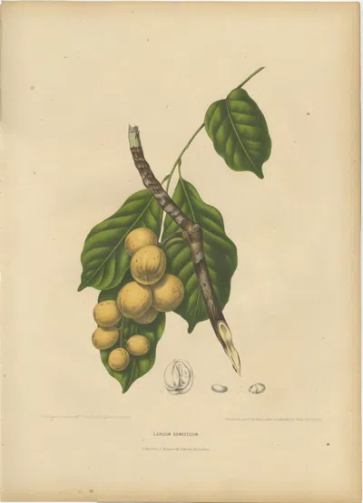 Pre-owned 1stdibs Original Antique Botanical Chromolithograph Of The Asian Fruit Langsat, C.1880 In Sand