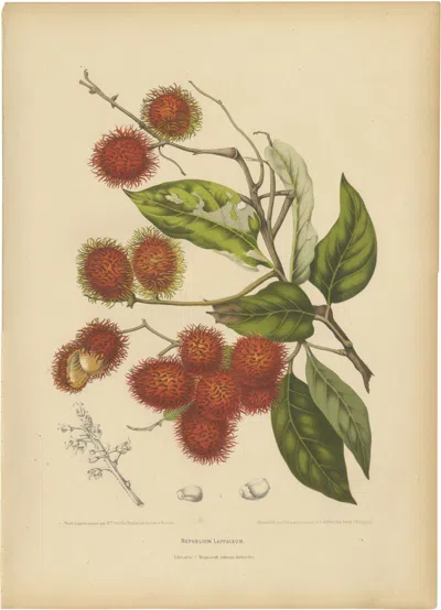 Pre-owned 1stdibs Original Antique Rambutan Botanical Chromolithograph By Hoola Van Nooten, C.1880 In Sand