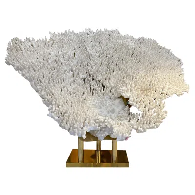 Pre-owned 1stdibs Rare And Important White Coral On It Brass Base, France, Circa 1970
