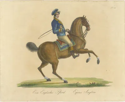 Pre-owned 1stdibs Regency English Horse Lithograph By Brodtmann, Equus Angliae, 1816 In Sand