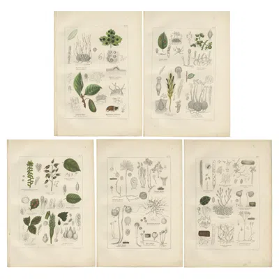 Pre-owned 1stdibs Set Of 5 Antique Mycology Prints Of Various Fungi, 1875 In Sand