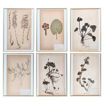 Pre-owned 1stdibs Set Of Six Early 20th Century Pressed Botanic Flower Framed Samples In Sand