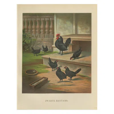 Pre-owned 1stdibs The Elegant Black Bantams - A Rare 19th Century Poultry Lithograph