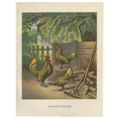 Pre-owned 1stdibs The Golden-laced Bantam - A Rare 19th Century Poultry Lithograph In Brown
