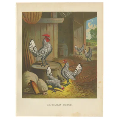 Pre-owned 1stdibs The Silver-laced Bantam - A Rare 19th Century Poultry Lithograph In Brown