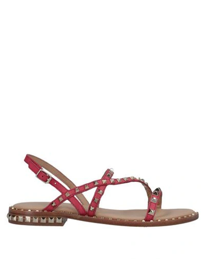 Ash Sandals In Coral