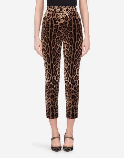 Dolce & Gabbana High-waisted Pants In Leopard-print Velvet In Leo Print