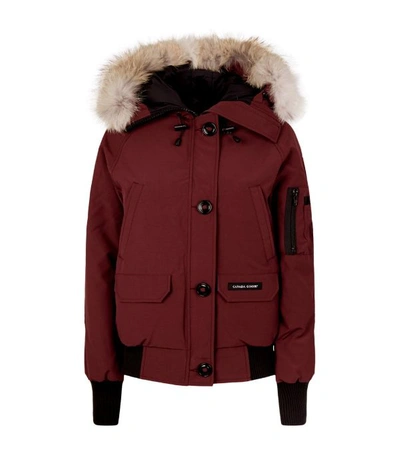 Canada Goose Chilliwack Hooded Down Bomber Jacket With Genuine Coyote Fur Trim In Elderberry