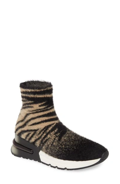 Ash King Knit Sneaker In Tiger Knit Cream/ Black