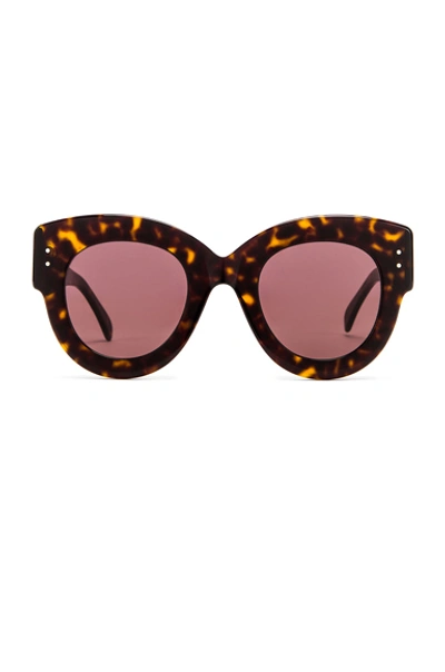 Alaïa 猫眼太阳镜 In Havana & Brown