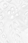 Redv Red(v) Woman Broderie Anglaise Cotton Collar White In White