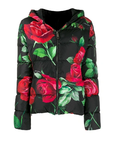 Dolce & Gabbana Rose Print Padded Jacket In Black