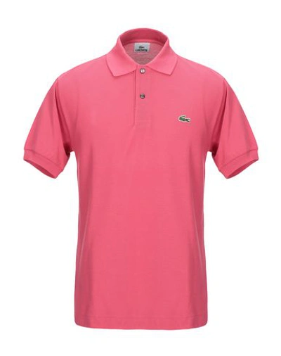 Lacoste Polo Shirt In Pink