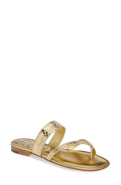 Manolo Blahnik 'susa' Genuine Snakeskin Sandal In Gold Watersnake