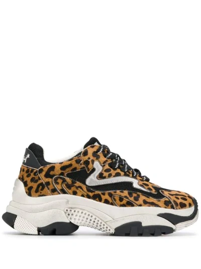 Ash Addict Leopard Print Sneakers In Brown