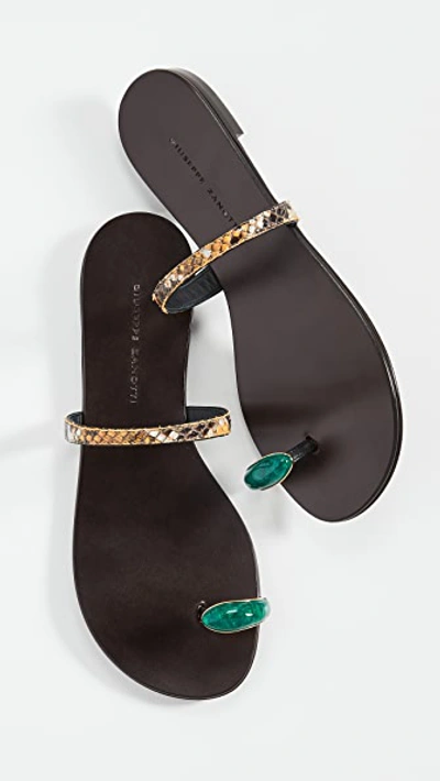 Giuseppe Zanotti Stone-embellished Snake-print Flat Toe-ring Sandals In Black
