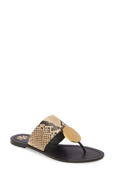 Tory Burch Women's Patos Disk-embellished Snakeskin-embossed Leather Thong Sandals In Roccia