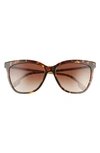 Burberry 56mm Square Sunglasses In Dark Havana