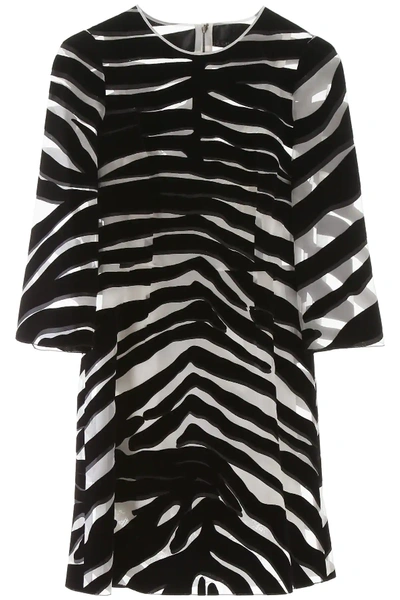 Dolce & Gabbana Flocked Zebra Print Mini Dress In White,black