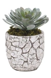 BLOOMR MINI SUCCULENT PLANTER DECORATION,2535-96-1