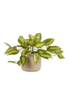 BLOOMR VANILLA PLANIFOLIA PLANTER DECORATION,3052-90-1