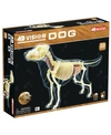 4D MASTER 4D VISION FULL SKELETON DOG MODEL