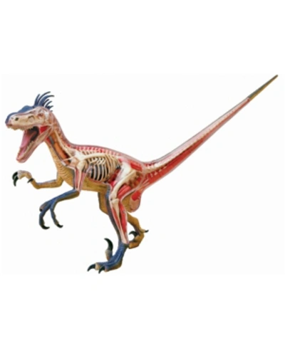 4d Master 4d Vision Velociraptor Anatomy Model In No Color