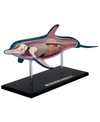 4D MASTER 4D VISION DOLPHIN ANATOMY MODEL