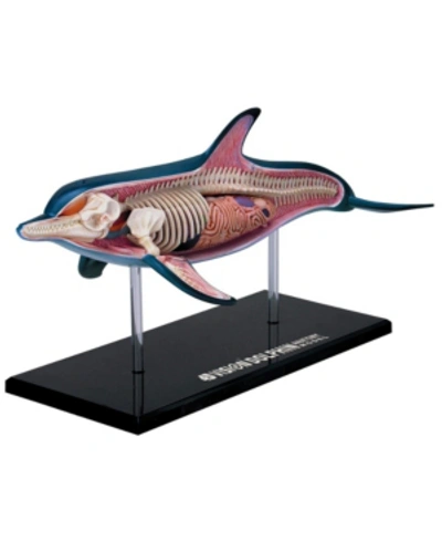 4d Master 4d Vision Dolphin Anatomy Model In No Color