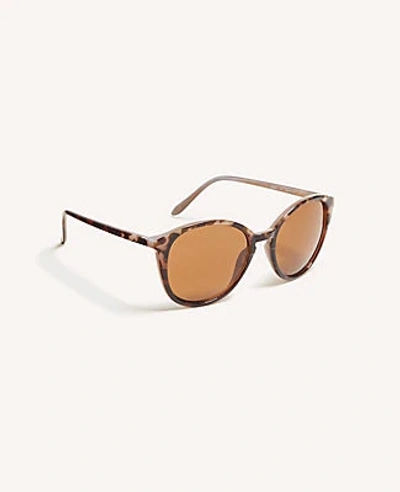 Ann Taylor Pantos Round Sunglasses In Wheat
