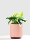 Leon & George - Verified Partner Small Jade Pothos With Mid-century Ceramic Pot And Wood Plinth In Pink