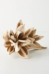 Anthropologie Dried Star Anise Pod In Beige