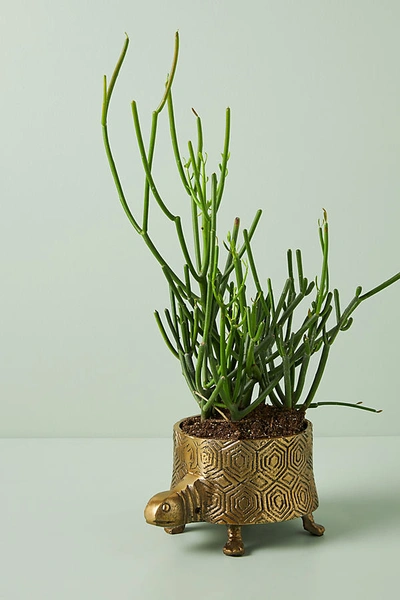 Anthropologie Turtle Planter In Gold