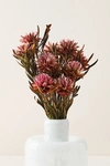 ANTHROPOLOGIE DRIED PLUMOSUM BOUQUET,50548684