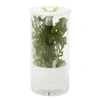 Honey Can Do Glass Herb Preserver In White