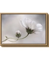 AMANTI ART SIMPLY COSMOS BY MANDY DISHER CANVAS FRAMED ART