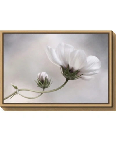 Amanti Art Simply Cosmos By Mandy Disher Canvas Framed Art In Black