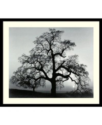 Amanti Art Oak Tree, Sunset City, California, 1962 Framed Art Print