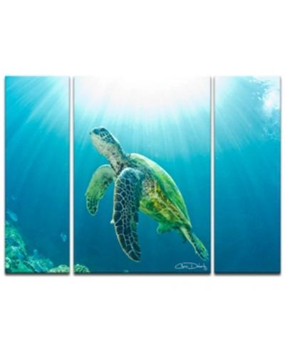 Ready2hangart 'sea Turtle' 3-pc. Canvas Art Print Set In No Color