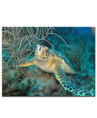Ready2hangart 'turtle' Canvas Wall Art Print In No Color